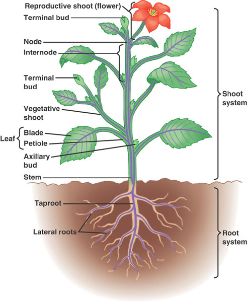 basic plant anatomy
