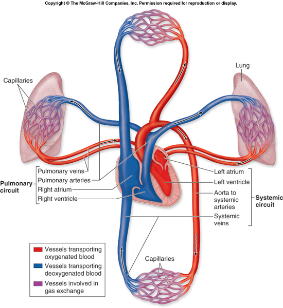 Systemic & Pulmonary Circuits Diagram. Respiratory System
